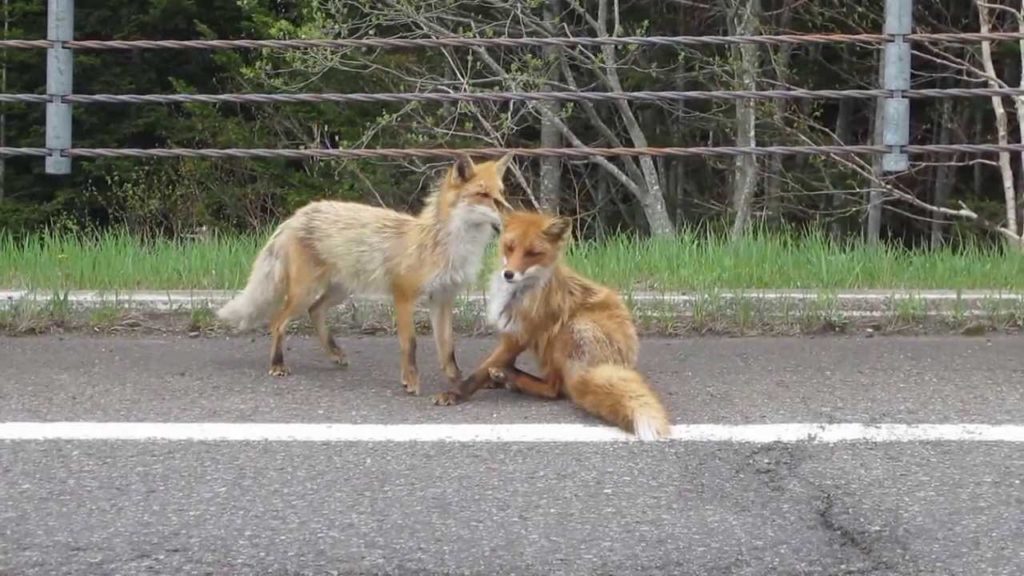 Foxes in Hokkaido