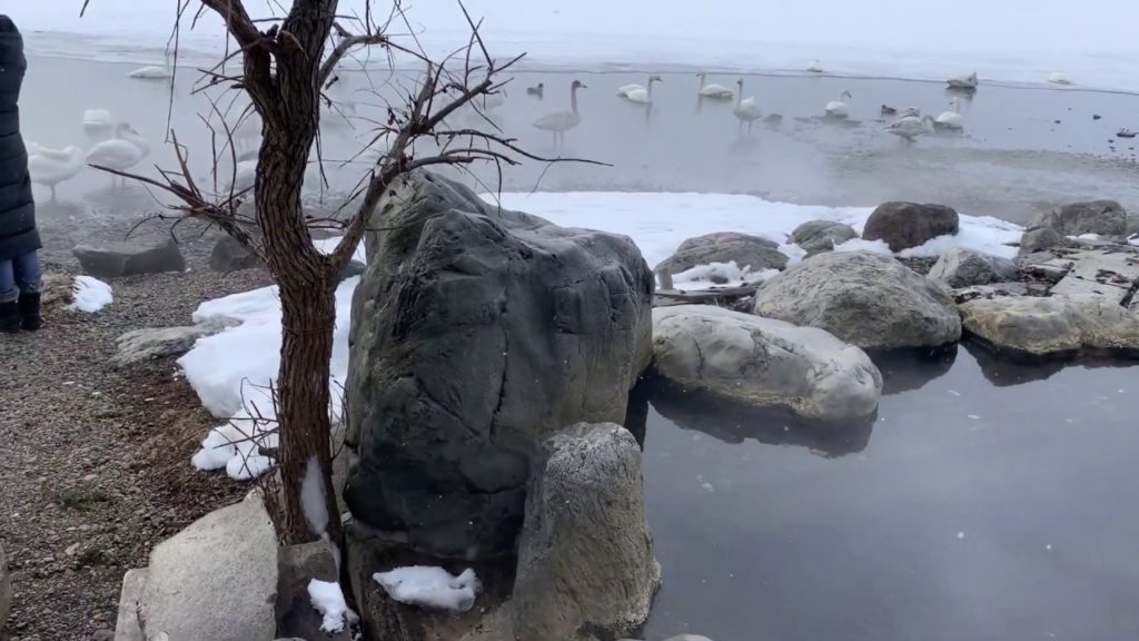 Whooper Swans Wintering in a Hot Spring Onsen in Hokkaido