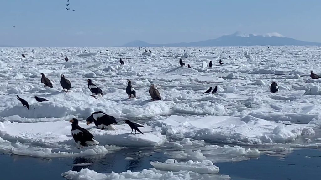 Iconic Eagle Spotting at Rausu in Shiretoko National Park, Hokkaido