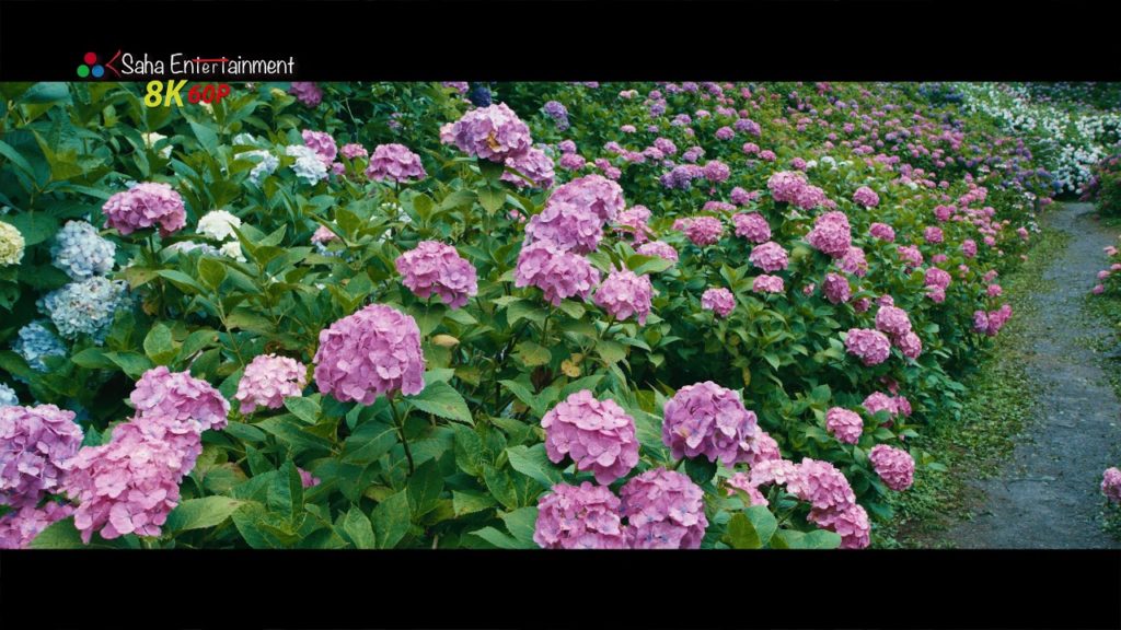 [8K60P] 服部あじさい農園 hattori farm hydrangea,Chiba,Japan