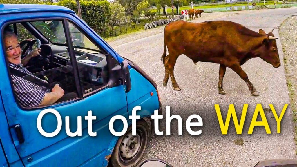 On the Edge of Eastern Europe Animals Own These Streets