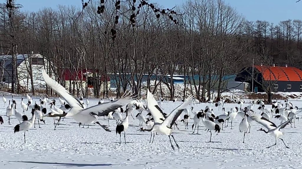 Rare Mating Dance of the Iconic Japanese Tancho Crane, Tsurui Village, Hokkaido