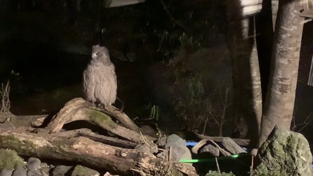 Blakiston's Fish Owl Spotting at Yoroushi Onsen, Hokkaido