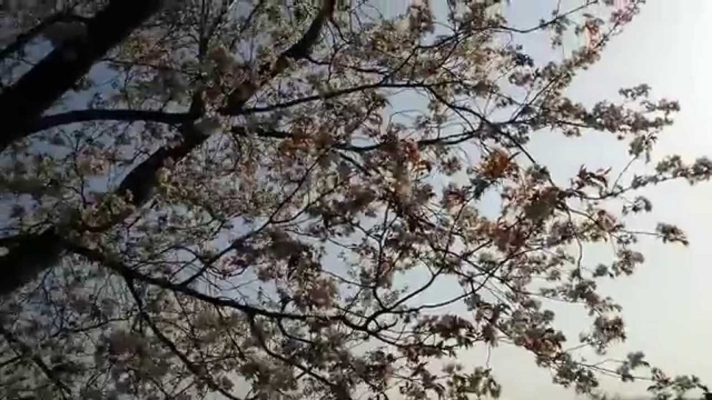 Cherry Blossoms and Sunset (22 March 2015, Kagoshima)