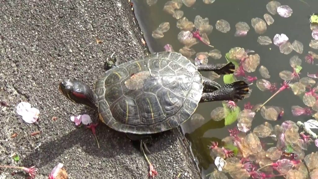 기미이사, 紀三井寺(기삼정사), Wakayama Kimiidera