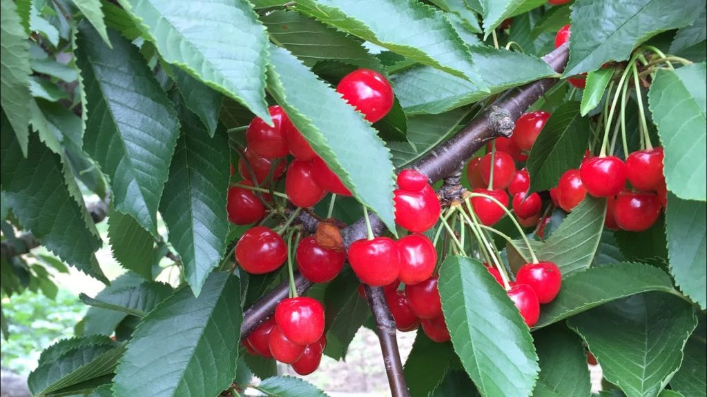 #Afnan's Brother # cherry picking,  seiro,  Japan