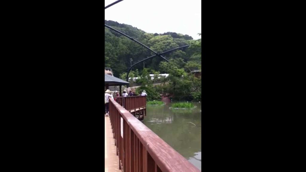 emily yamada shizuoka zoo 2011 vacation