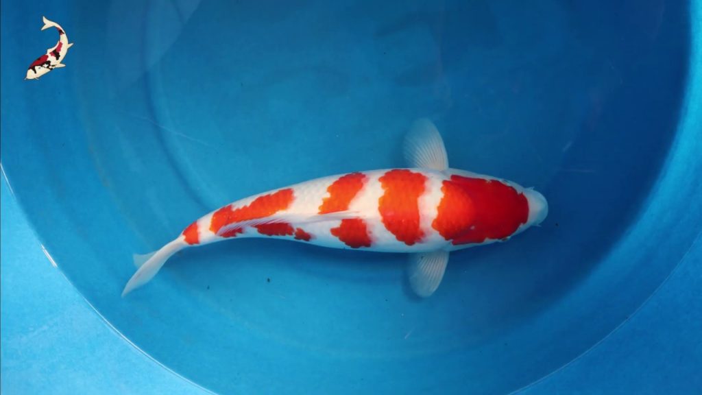 Koi Farms Koi Fish! Kevin's 1st Koi! Niigata Japan SelectKoi.com