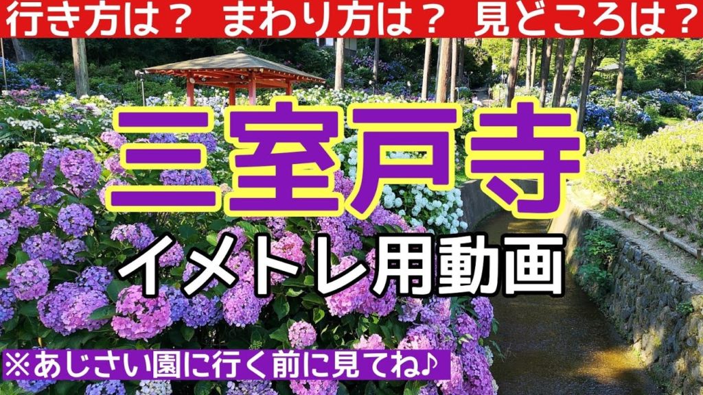 【京都観光】三室戸寺のイメトレ用動画。KYOTO,Mimurotoji,temple,绣球花,수국