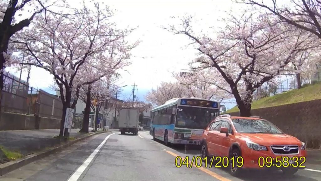 Cherry Blossom Road 2019 Japan Mitsuwadai Chiba City- Almost Full Bloom