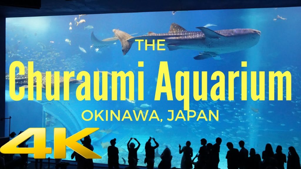 Churaumi Aquarium 4K