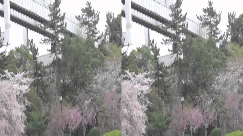 3d walk cherryblossoms chiba park ( 3D散歩 桜～千葉公園 )