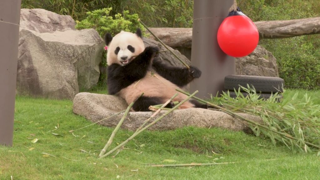 Pandas in Adventure World, Wakayama, Japan