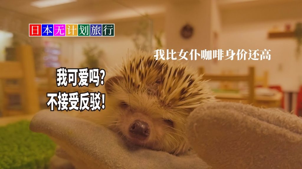 Travel in JAPAN - Animal cafe in Tokyo | 日本无计划旅行 - 费用比女仆咖啡还贵 为什么还有那么多人要来这里