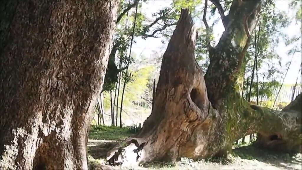 Sacred Camphor Trees - Hioki City, Kagoshima, Japan-