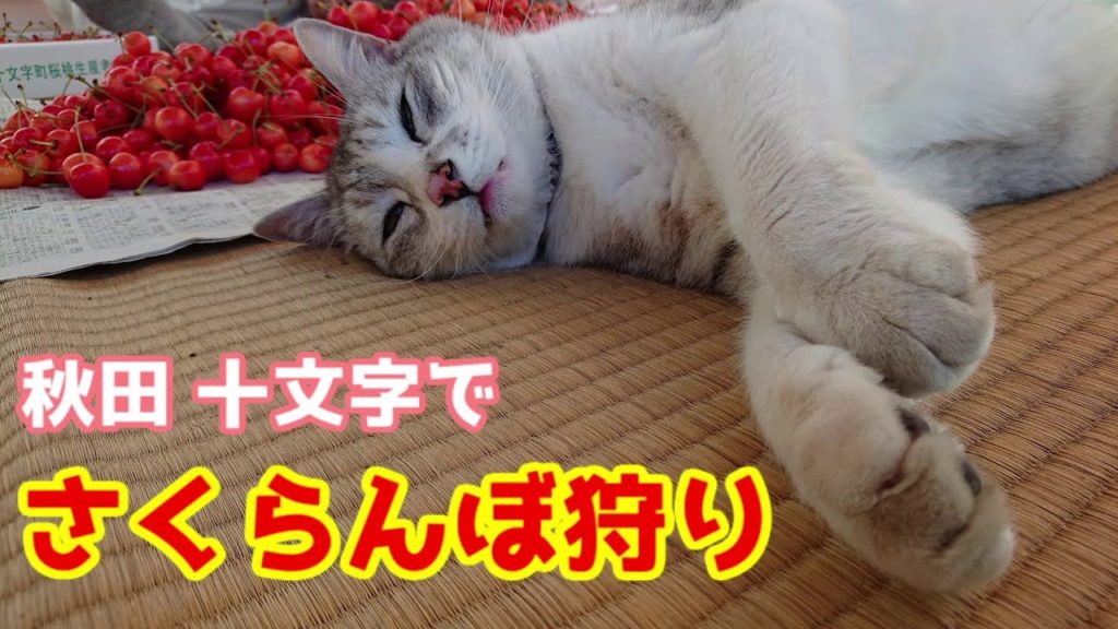 【秋田】十文字で　さくらんぼ狩り