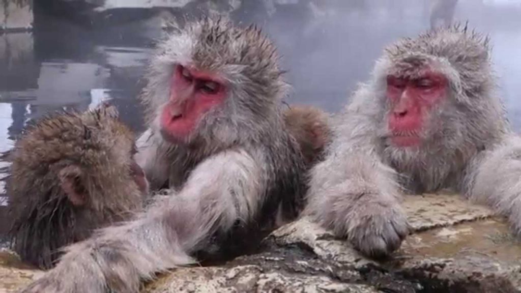 Nagano Jigokudani Snow Monkey Park Japanese Hot Springs Bathing