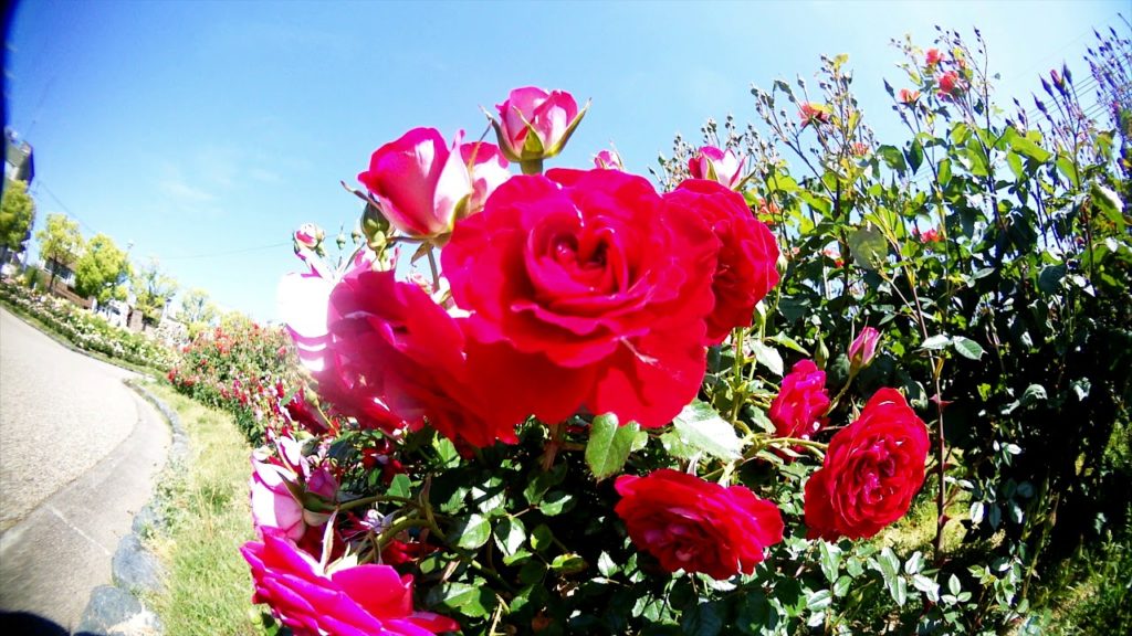 Red rose in may/ Japan / Online trip