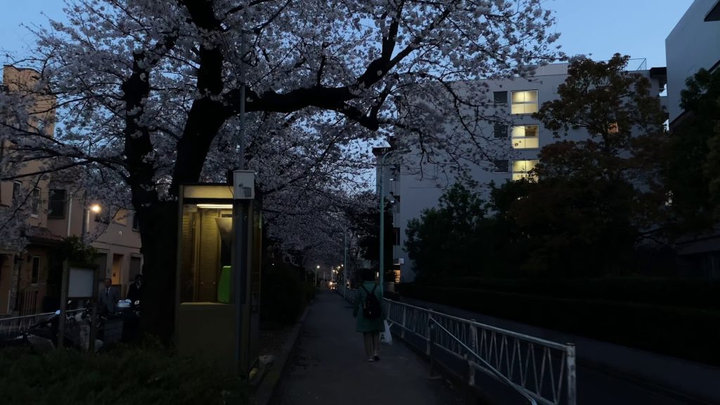 Sakura 2020 at dusk in Toritsu Daigaku Meguro-Ku