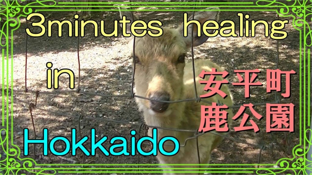 北海道　癒しの小空間（安平町・鹿公園）3minutes  healing  in  Hokkaido