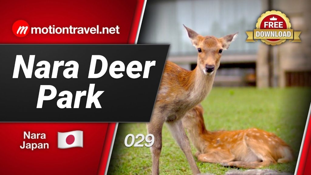 JAPAN TRAVEL GUIDE: Nara Deer Park JAPAN TRAVEL GUIDE: Nara Deer Park