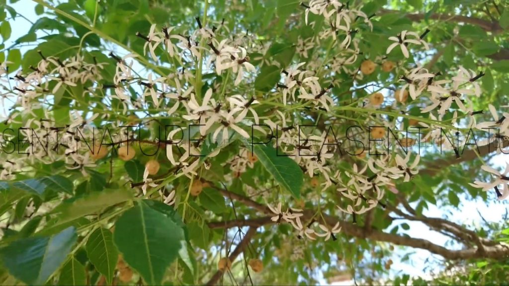 #cherryblossoms #blossoms #cherryblossom          Cherry Blossoms In Japan || No Background Music