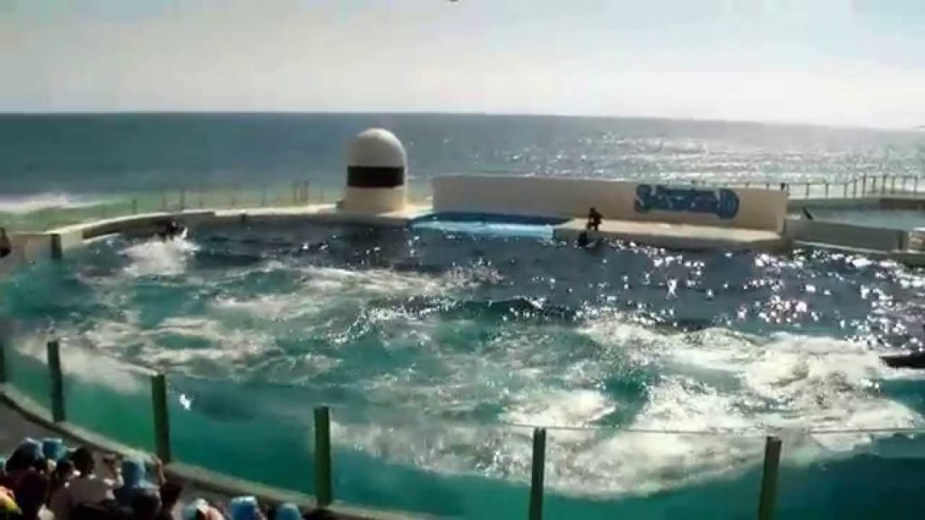 Kirándulás Chiba-ban II. (Gyilkosbálna-show a Kamogawa SeaWorld-ben)
