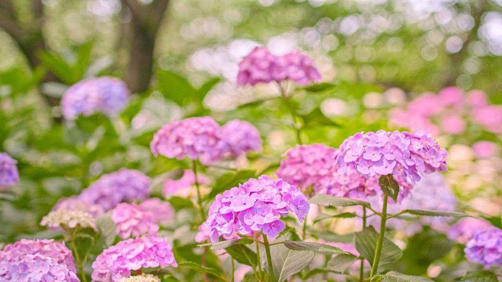 [4K] 権現堂の紫陽花 - Blooming Hydrangea at Gongendo - (shot on BMPCC6K)