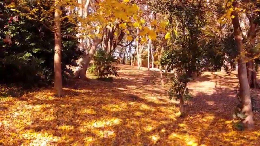 Minomomi Natural Park in Chiba - Japan - 4K