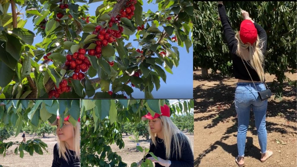 CHERRY PICKING | U- PICK CHERRY JUNE 2020 | PICKING CHERRY | HAI CHERRY | JOHN DAO US