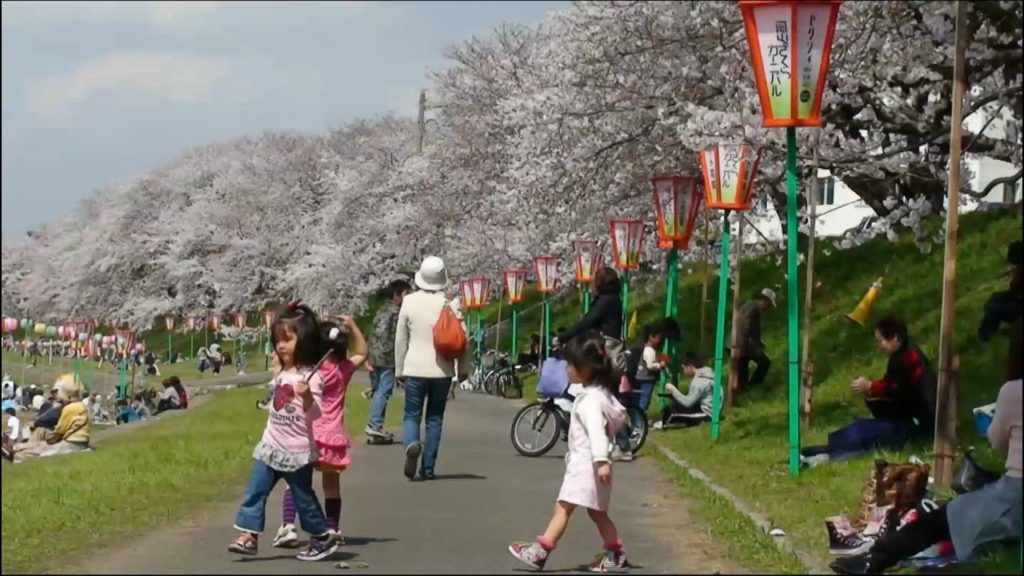 Cherry Blossoms in Okayama