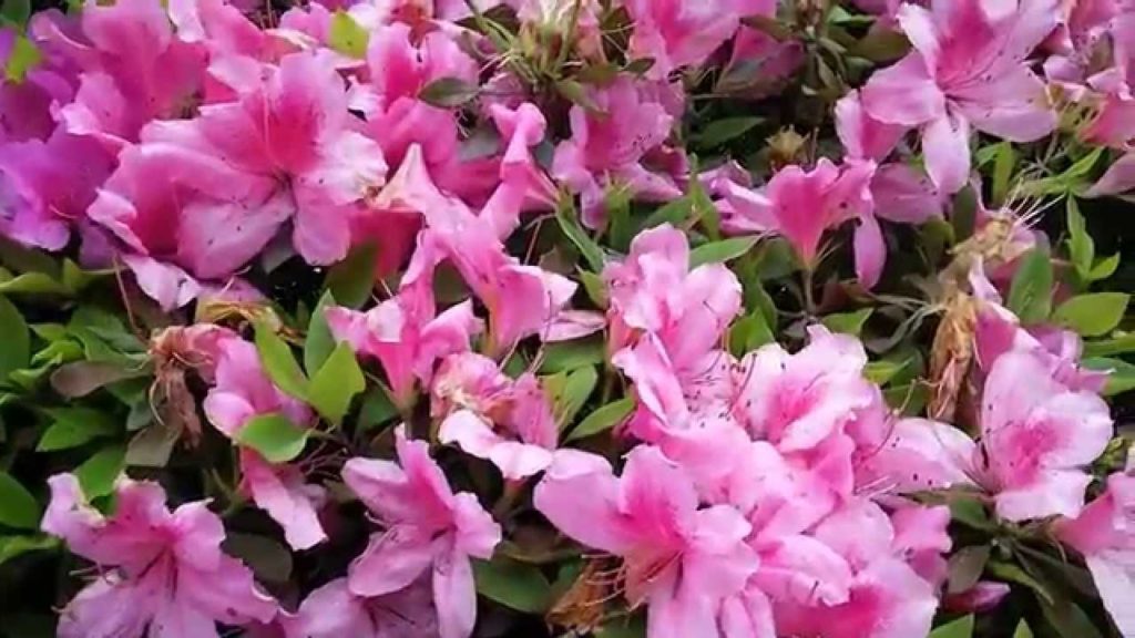 Miyama-Kirishima, Symbol Flower of Kagoshima, Japan! Miyama-Kirishima, Symbol Flower of Kagoshima, Japan!