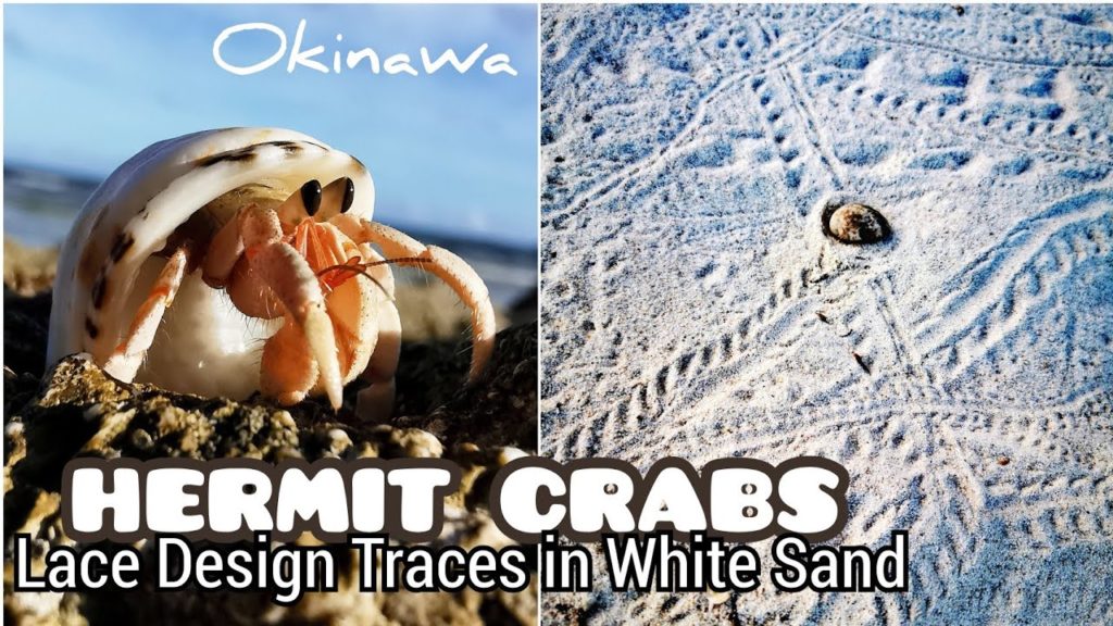 HERMIT CRABS 🏝️🦀🐚 Lace Design Traces in White Sand OJIMA Island Tropical Paradise OKINAWA Japan