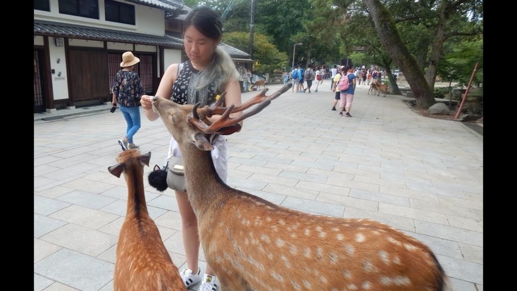 Japan Trip #2 : Nara Park, Osaka Castle,  Kyoto Tatami Ryokan, Todaiji Temple, Kasuga Taisha!!