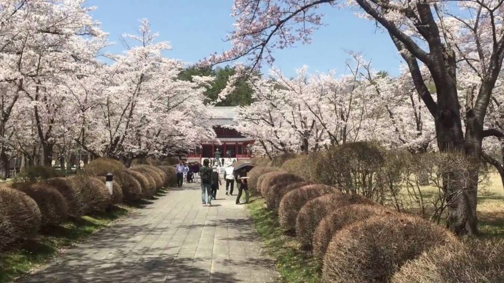 Cherry Blossom Park in Tateshina, Chino, Nagano, Japan