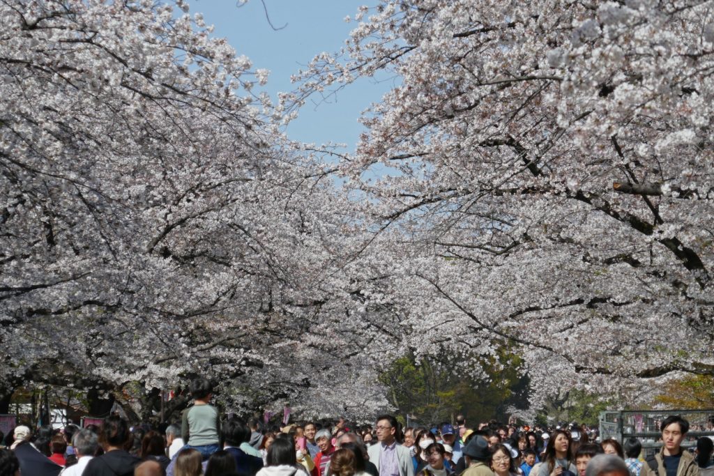 Sakura in Ueno Park 2019