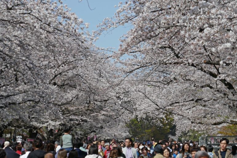Sakura in Ueno Park 2019