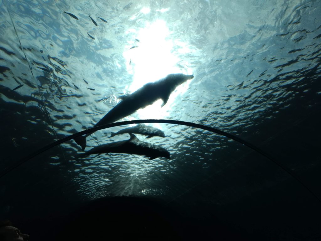 Dolphins at Sea Paradise in Yokohama [oc]