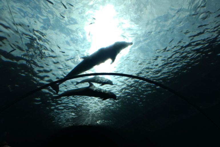 Dolphins at Sea Paradise in Yokohama [oc]