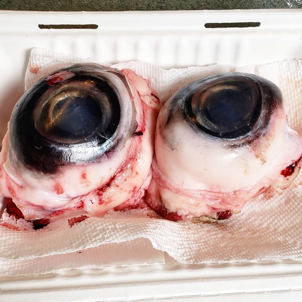 Got a recipe for me? Blue fin tuna eyeballs