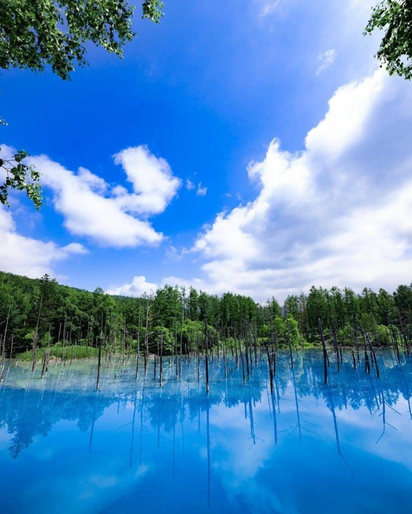 Hokkaido's Blue Pond in the town of Biei definitely lives up to its name! "How d...