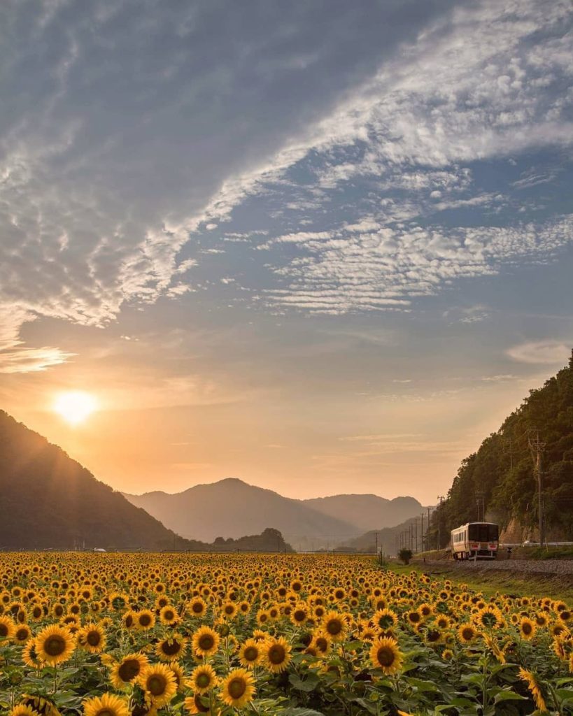 Visit Japan: Check out the beautiful Nanko Sunflower Field in Sayo, Hyogo Prefecture! Approxi… Check out the beautiful Nanko Sunflower Field in Sayo, Hyogo Prefecture! Approxi...