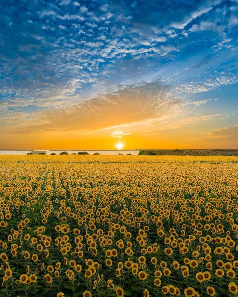When it comes to summer landscapes in Japan, we're big fans of sunflower fields ...