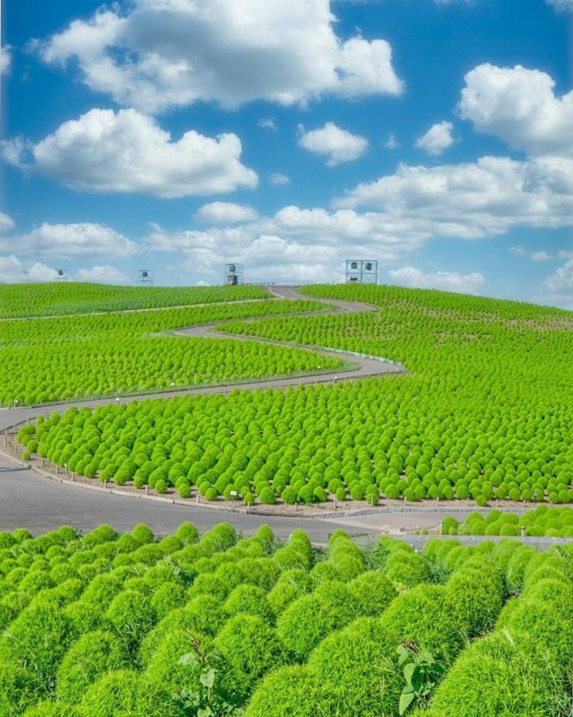 Summers in Japan see the landscape turn impressively green, and Hitachi Seaside ...