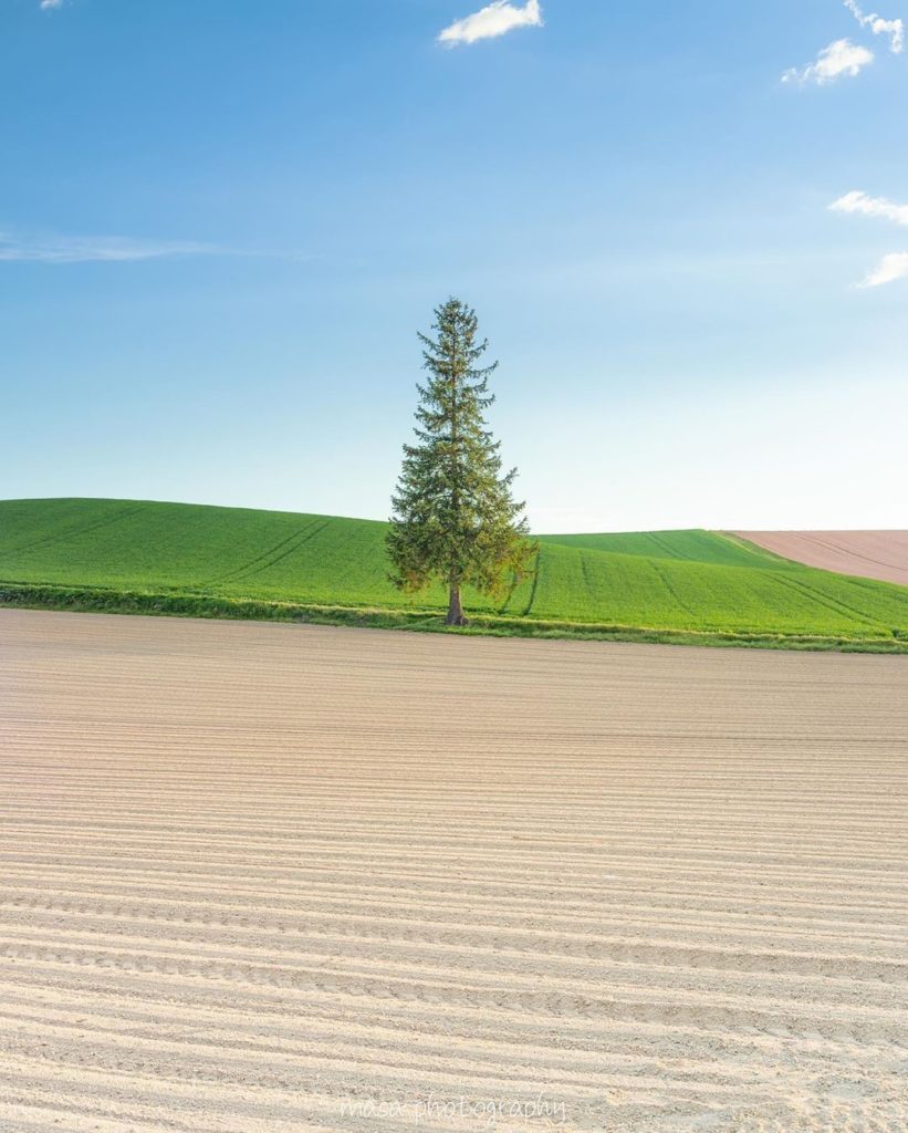 Visit Japan: This lone Christmas Tree in Hokkaido Prefecture is one of the most popular trees… This lone Christmas Tree in Hokkaido Prefecture is one of the most popular trees...