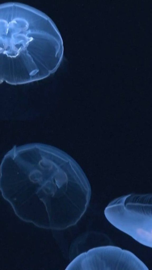 The Japan Times: Sunshine Aquarium in Tokyo’s Ikebukuro area recently opened a section with massi… Sunshine Aquarium in Tokyo's Ikebukuro area recently opened a section with massi...