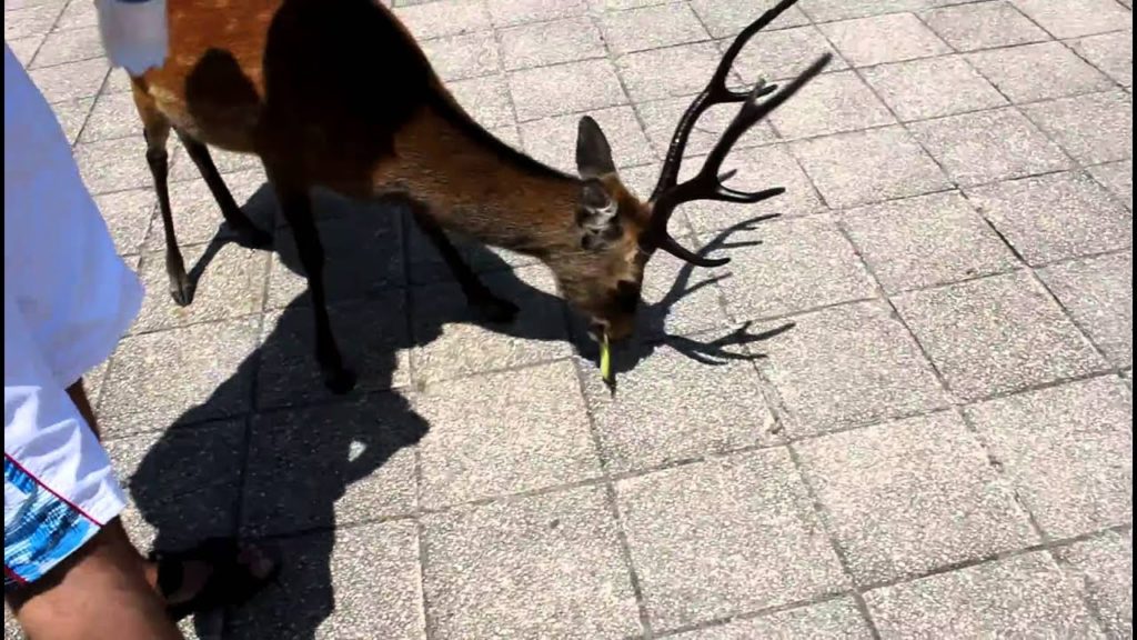 Deer on Miyajima Island – Japan Travel Video Deer on Miyajima Island - Japan Travel Video
