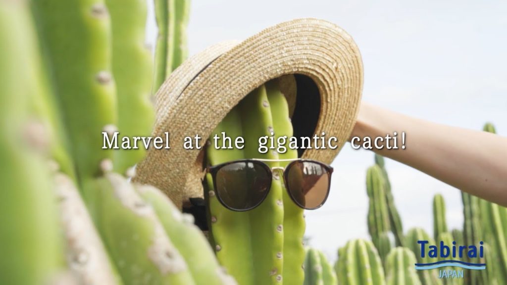 Marvel at the gigantic cacti! ｜Tabirai Car Rental