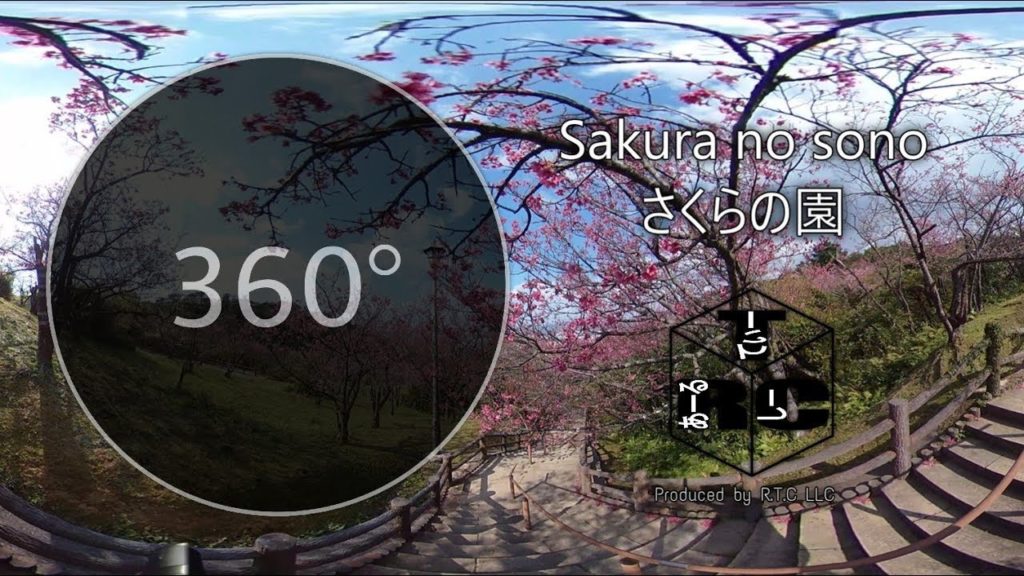 【疑似沖縄旅行】桜が咲き乱れる名護城公園内のさくらの園 ～360度カメラで沖縄をご紹介vol.162~ VR動画