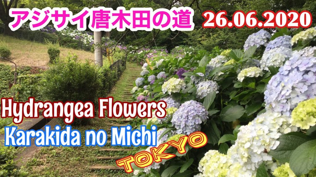 アジサイ唐木田の道東京- Hydrangea Flowers in Karakida no Michi Tokyo